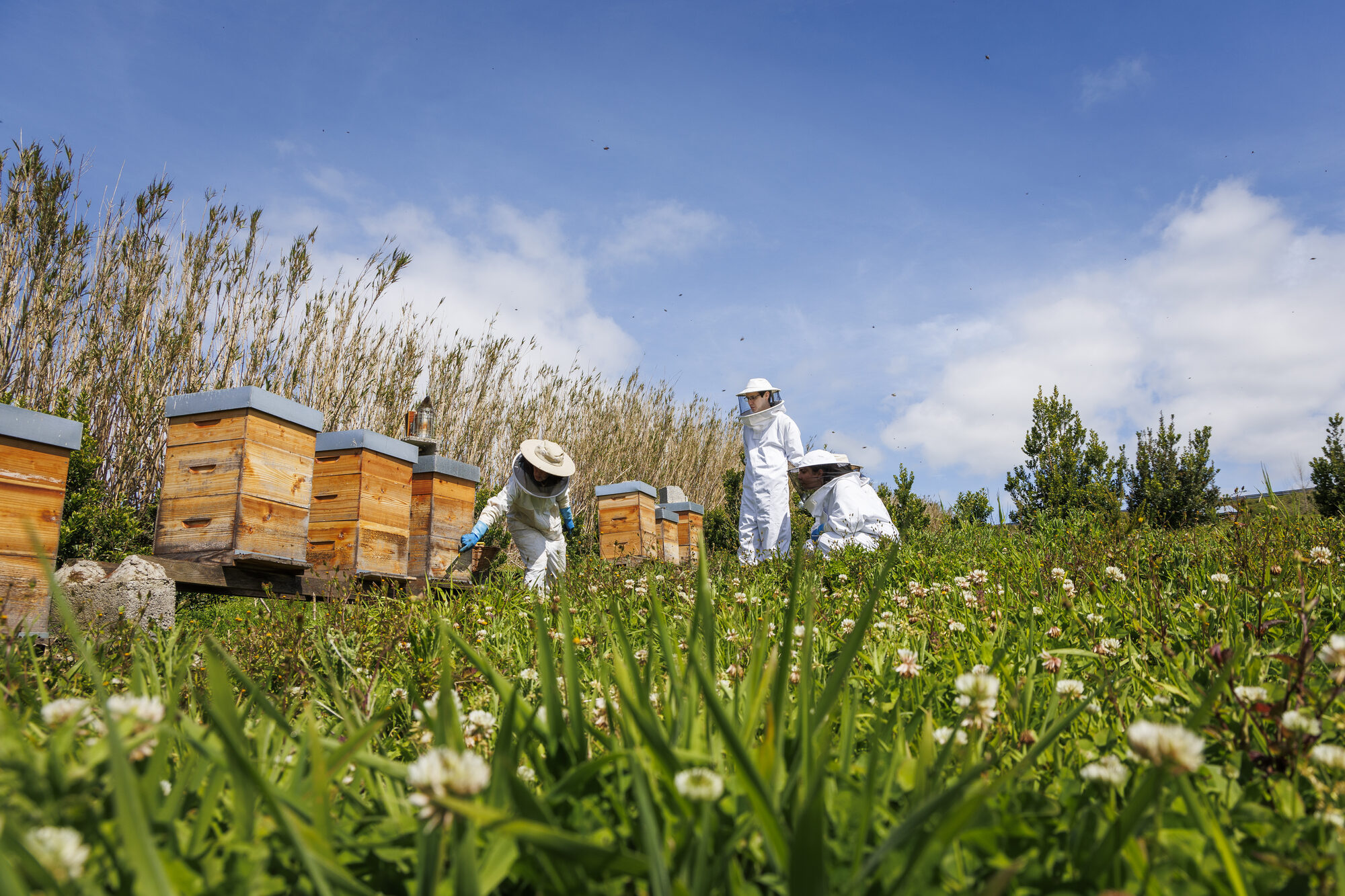 The apiary in the meadow, hives lined up among white clover under a blue Azorean sky