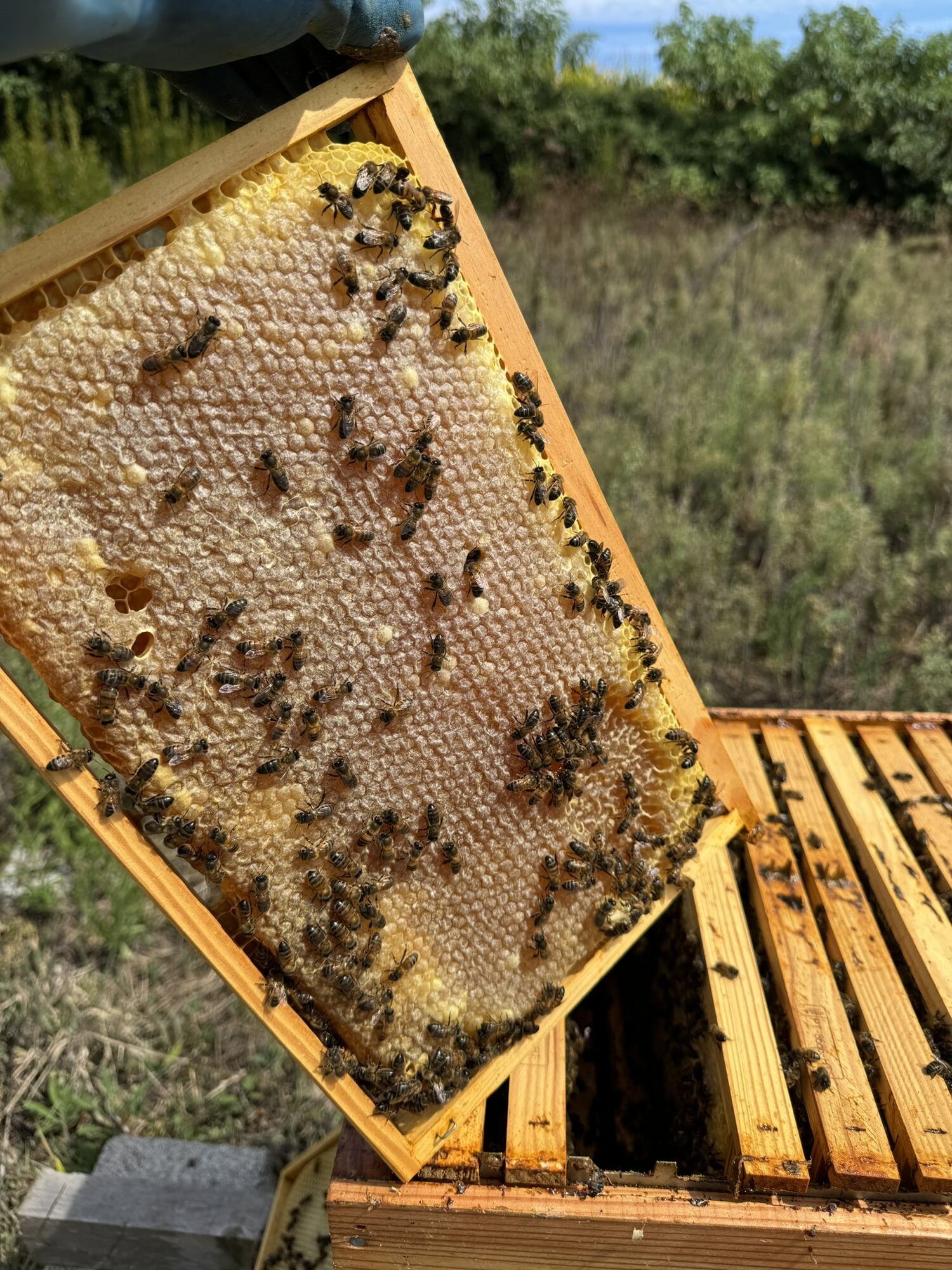 A frame heavy with honey and bees