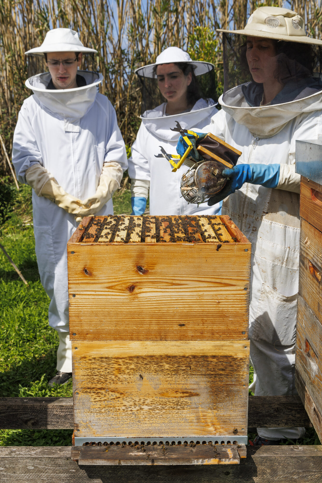 Carolina with two visitors in beekeeping suits, looking into an open hive